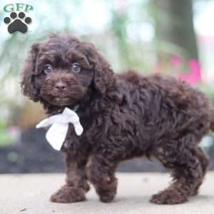 Alex, Cockapoo Puppy